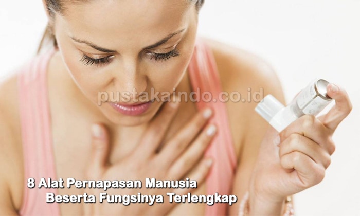 8 Alat Pernapasan Manusia Beserta Fungsinya Terlengkap