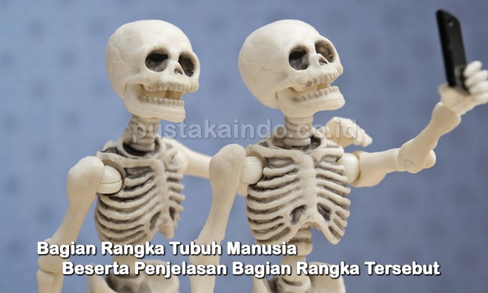 Bagian Rangka Tubuh Manusia Beserta Penjelasan Bagian Rangka Tersebut