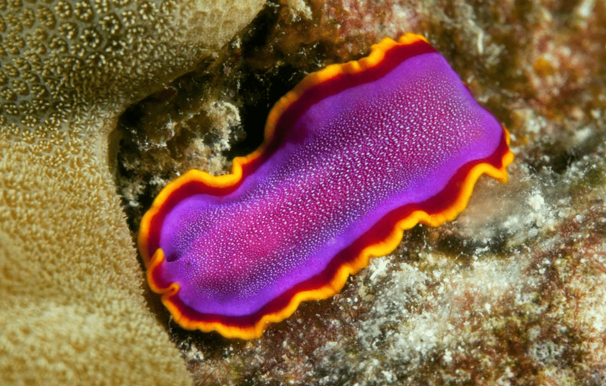 Cacing Pipih (Platyhelminthes)